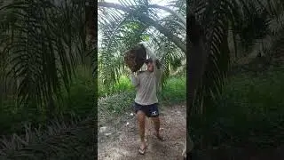 pohon sawit masih pendek buah nya super besar