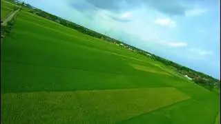 CINEMATIC VIEW RICE FIELD // #cinematic #cinematography #vidiocinematic #hawkeyethumb #hawkeye