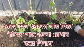 তিন ধরনের সার দিয়ে শীমের চারা বাহিরে রোপন করে নিলাম। shoker bagan uk 2023
