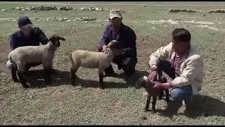 Салмақ қосудан рекордсмен қозылар. Ягнята рекордсмены в привесе!