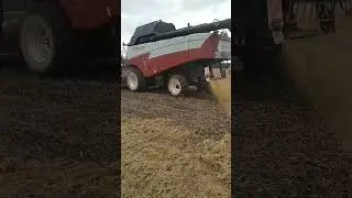 Уборка горчицы , Torum 750