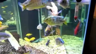 cichlids and sump 8 foot aquarium 300 gallons