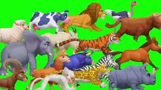 ALL IN ONE! STAMPEDE GREEN SCREEN ! 