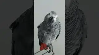 Блатной попугай