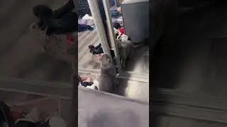 Если получилось у него, получится и у тебя! #кошки #цель