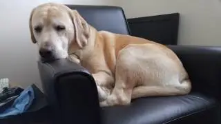 Big dog small chair