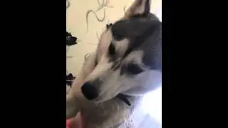 Хаски просит ее погладить