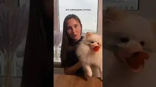 Для чего намордник 