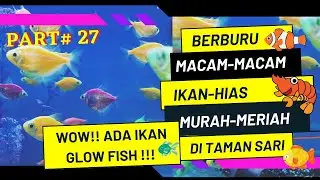 BERBURU BERBAGAI JENIS IKAN HIAS DI PASAR TAMAN SARI SERANG || SURGANYA IKAN GLOW FISH