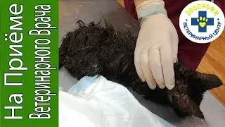УЖАС КОТЁНКА ПОЕДАЮТ БЛОХИ. СПАСЕНИЕ БЕДНОГО КОТЕНКА