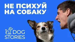 Не психуй на собаку 🐕 Как не срываться на щенка при дрессировке 🐩 Научиться сохранять спокойствие 🐾