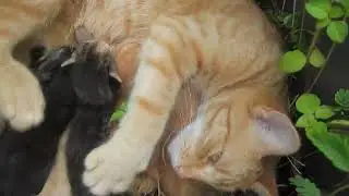 Cheeto and her 4 Kittens Day 7 Part 1 #tvvc #cat #kitty #cute #cutecat #cutekitty #cheeto #wildlife