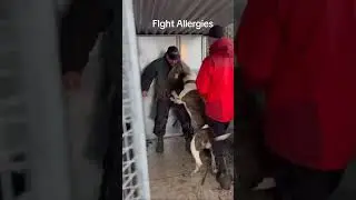 Fight Canine Allergies