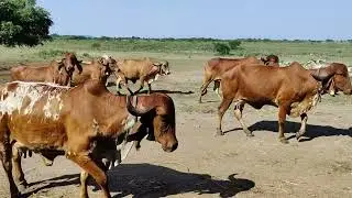 Bhuvneshwari Pith Gondal very old and top milking blood line in Gir Cows