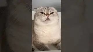 Страж кухни 😯