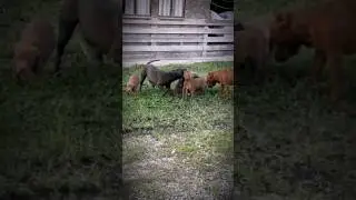 Сердце греет, когда смотришь на любимую банду..❤️❤️❤️ #pitbull