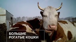 Большие рогатые кошки
