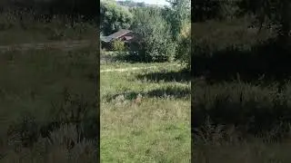 Деревня за вековыми деревьями.