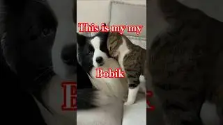 Вот она СОБАКА ОБНИМАКА🐾😻🐶