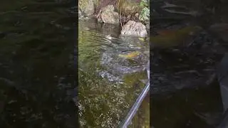 Pescaría de tucunare nos Estados Unidos Florida de caiaque #tucunare #fishing #fish #pescador