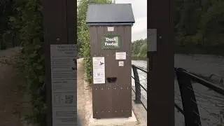 Don’t feed ducks bread, use this instead!