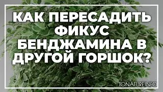 Как пересадить фикус Бенджамина в другой горшок? | toNature.Info