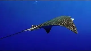 Статическое электричество. Электрический скат.
