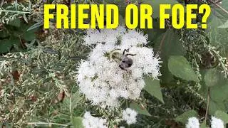 Weeds, no it's not about 