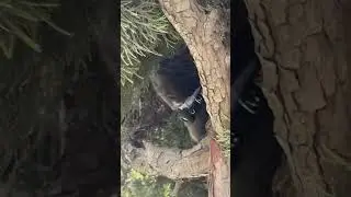 Storm in hunting mode 