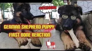 German shepherd puppy first bone treat reaction