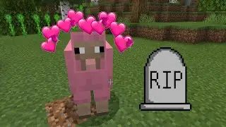 In loving memory of Pinky my sheep.