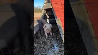 🐷Pigs settling in!🤗