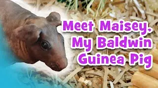 Meet Maisey, My Baldwin Guinea Pig (4K)