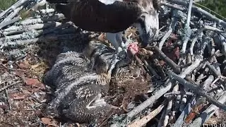 #1 Sääksilive (Osprey Cam) | Osprey dad brings whole fish for two chicks | June 30, 2024