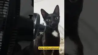 Minha princesa! #shorts #cutest #amogatos #catlover #homepet #amamosgatos #gatos #cats
