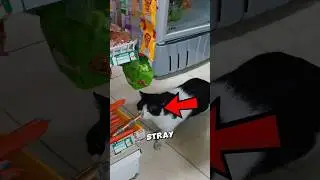 This Cat FOUND A New Home 