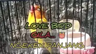 Love Bird 