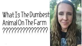 What’s the dumbest animal on the farm?