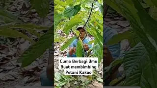 Pangkas Kakao, Pruning kakao