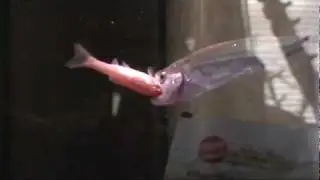 Vampire Tetra Eating