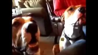 Moe says Hello Im Hungry I Love You - Talking Dog Talking Dogs Talking like humansTalking Dog