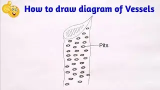 Vessels diagram || how to draw diagram of vessels class 9