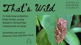 That’s Wild: Why Flying Froglets Impersonate Poop