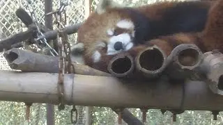 Red pandas in China part 6