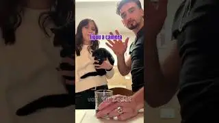 Bichinhos que nos entendem -gatos e suas patinhas