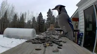 Blue Jay ❤️ Valentines Day Eats Keto In Canadian Rockies Alberta Banff Canmore Calgary