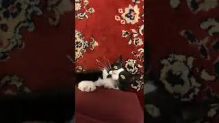 Crazy kitty Shadow playing with the ottoman