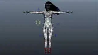 3D Female Anatomy Animation