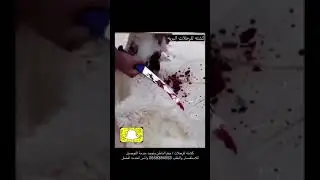 تجربه سكاكين ام سهم الالمانيه