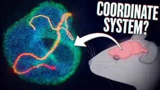 Your brain is moving along the surface of the torus 🤯